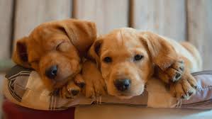 Maybe you would like to learn more about one of these? Penasquitos Pet Clinic