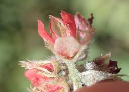 Image result for Indigofera melanadenia