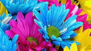 Colorful Flower Graphics Daisy Wallpaper High Definition 16584 Amazing Wallpaperz Daisy Wallpaper Blue Flower Wallpaper Wallpaper Nature Flowers Close your eyes and try to picture a serene image in your mind.