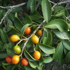 Image result for Vepris bremekampii