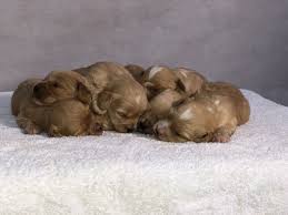 We are new to the forever puppy designer breed, however, we are not new to breeding quality puppies with a reputation for excellence; Pin On Animals