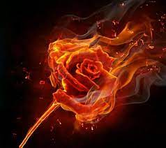 My success rate in that endeavour. Pin By Nathalie Courson On Flowers Rose On Fire Smoke Art Fire Art