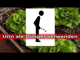 Menschlicher Urin Als Dunger Garten Pflanzen Mit Urin Dungen Wie Oft Anwendung Dosierung Youtube In 2020 Garten Pflanzen Pflanzen Garten