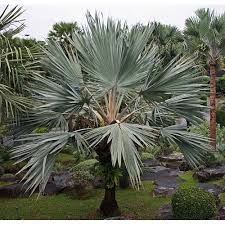 Image result for Latania loddigesii