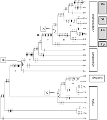 Image result for Psophocarpus lancifolius