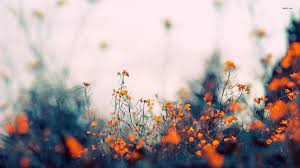 Best hd wallpapers of flowers, desktop backgrounds for pc & mac, laptop, tablet, mobile phone. Aesthetic Floral Hd Wallpapers Wallpaper Cave