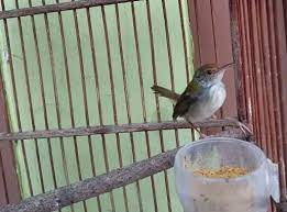 Burung yang masih memiliki kerabat dengan burung cucak rawa, cucak jenggot dan kutilang ini sering sekali kita jumpai bagi kicaumania mungkin ada yang belum faham akan cara membedaka. Mengenal Ciri Dan Perawatan Burung Prenjak Lumut Gacor Dor