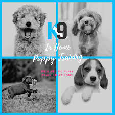 We conduct training in your home, or your dog can stay with us …. Puppy Training The K9 Centre Dog Training Brisbane