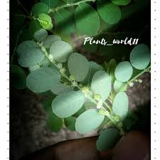 Image result for Phyllanthus fraternus