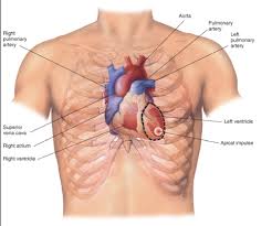 Image result for Point of Maximum Impulse