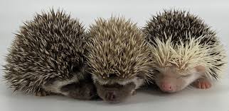 All our hedgehogs have a special place in our heart. Reno Hedgehogs