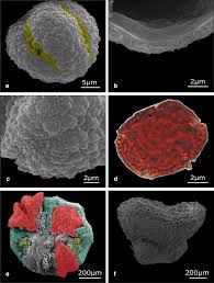 Image result for Tragiella natalensis
