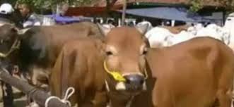 We did not find results for: Tidak Semua Peternak Di Kaltim 2021 Mendapat Bantuan Ternak Sapi Di Sesuaikan Anggaran Karena Covid 19 Lensa Borneo