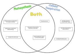 image result for photosynthesis vs cellular respiration