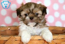 Black And Brown Shih Tzu Lucy Shih Tzu Puppy For Sale Keystone Puppies Shih Tzu Puppy Shih Tzu Puppy Care Shih Tzu
