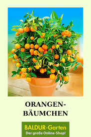 Orangen Baumchen Top Qualitat Online Kaufen Baldur Garten In 2020 Balkon Pflanzen Pflanzen Zitruspflanzen