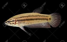 How long do betta fish fight? Wild Betta Fish Native Species Siamese Fighting Fish Betta Stock Photo Picture And Royalty Free Image Image 46697760