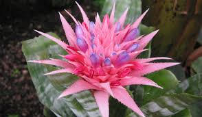This is important to remember when growing bromeliads. Everything You Need To Know About The Bromeliad