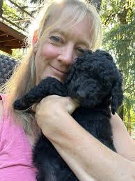 Labradoodle puppies for adoption in Molalla Oregon