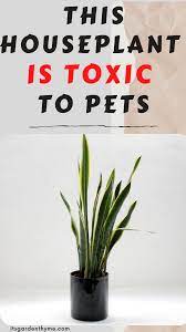 Toxic Houseplant For Plants House Plants Plants Plant Lady