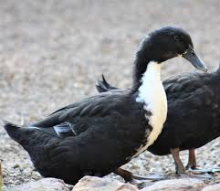 They were developed in an area called pomerania which comprises the coastal regions of germany, holland and belgium. Black Swedish Ducks Ducklings For Sale Cackle Hatchery