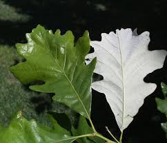 Image result for white oak leaf