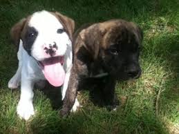 4,197 likes · 357 talking about this · 17 were here. Boxer Puppies For Sale Indiana Cute Puppies Boxer Puppies Boxer Puppies For Sale Cute Puppies