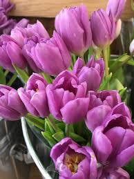 Check spelling or type a new query. Purple Flowers Trader Joe S 1 Along The Graybeard Trail