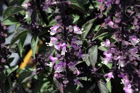 In truth, its large, distinctively shaped leaves are predominantly green during summer, but as autumn approaches, they develop purple tinges, which. Thai Basil Ocimum Basilicum Var Thyrsiflora With Dark Green Spear Like Leaves Purple Stems And Bracts And Pink Purple Flowers Stock Photo Picture And Royalty Free Image Image 65376007