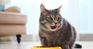 Cat's cannot eat chocolate as it contains milk and theobromine, an ingredient which is found in cocoa. 9 Foods To Never Give To Your Cat Modern Cat