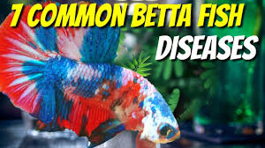 7 Common Betta Diseases For Betta Lovers Youtube