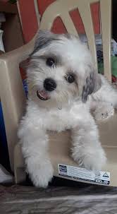 Join the puppy name guessing challenge