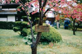 Their beauty is hard to match in spring, though some varieties also have bronze or purplish foliage during the growing season and spectacular colors in fall. Hirosaki Cherry Blossom Festival A 2 500 Tree Wonderland