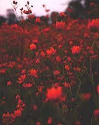 Vintage red aesthetic wallpaper desktop. Best Flowers Aesthetic Grunge Red Ideas Maroon Aesthetic Red Aesthetic Red Aesthetic Wallpaper