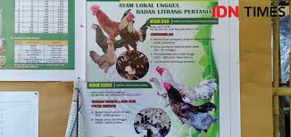 Yang jelas sih banyak hehe. Diberi Bibit Peternak Di Bantul Mulai Membudidayakan Ayam Kub
