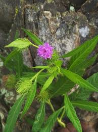 Image result for Vernonia galamensis