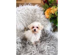 Hypoallergenic coat of the maltipoo. Maltipoo Dog Female Lt Cream 2863776 The Barking Boutique