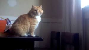 Cats can jump approximately 6 times. Skimbles Epic Cat Fail Youtube
