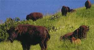 Oh Give Me A Home Where The Buffalo Roam Oh Give Me A Home Where The Buffalo Roam On Catalina Island Take The Inside Adventure Tour By Bus For Vie With Images Catalina Island California Dreamin