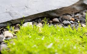 Learn how to care for and propagate irish moss (sagina subulata) in your garden. Irish Moss Ground Cover Growth And Caring Tips