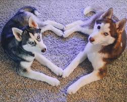 Pets Are Common Both Cats And Dogs Not Just A Hobby Many Also Reason To Maintain Let S Find O Komik Kopek Fotograflari Komik Hayvan Sevimli Kopek Yavrulari