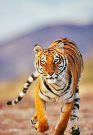 Pin On Lions Tigers Bears Oh My