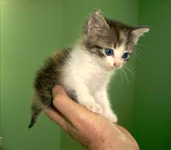 Small Cat Breeds Kittens Cutest Cute Cats And Kittens Beautiful Kittens