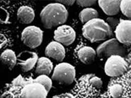 Cryptosporidium is a microscopic protozoan parasite that is a significant cause of diarrheal disease the word cryptosporidium means hidden spore, referring to the ease with which it can escape. Companion Animal Parasite Council Cryptosporidium