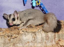 Caramels My Little Sugar Glider