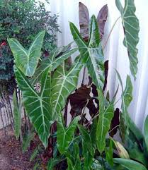 Care For Alocasia Frydek Green Velvet Alocasia Plant Plants Live Plants