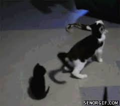 19 Gifs Of Cats Going Crazy For Treats Funny Cats In Water Crazy Cat Gif Funny Animals