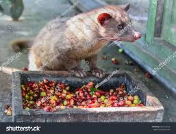 Luwak Civet Cat Eating Coffee Bean Luwak Coffee Is The World Most Expensive Coffee Ad Paid Cat Eating In 2020 Civet Coffee Expensive Coffee Civet Cat Coffee