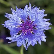 Febbraio fiori rubriche senza categoria. Fiori Da Piantare A Febbraio Centaurea Pollicegreen