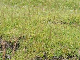 Image result for Coelorachis